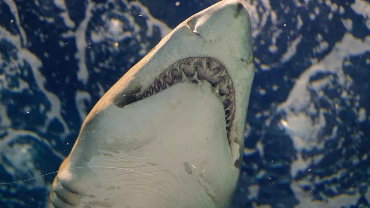 Great white shark