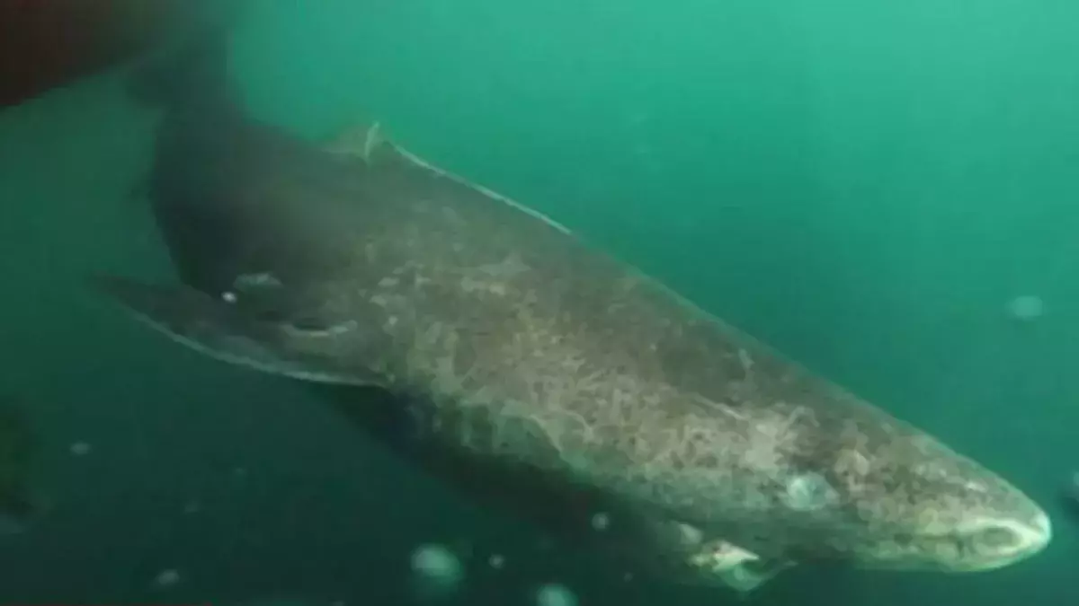The Greenland shark