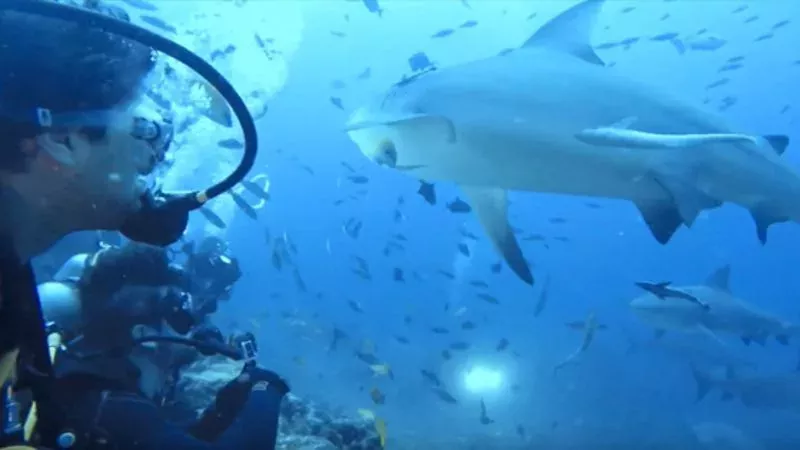 A Group of Sharks Gave These Divers the Fright of Their Lives!