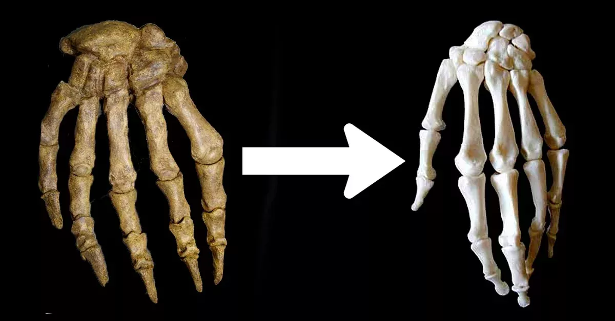 Hand