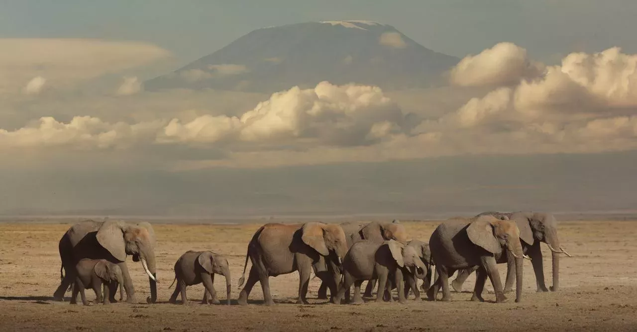 Heard of Elephants