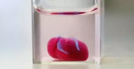 heart