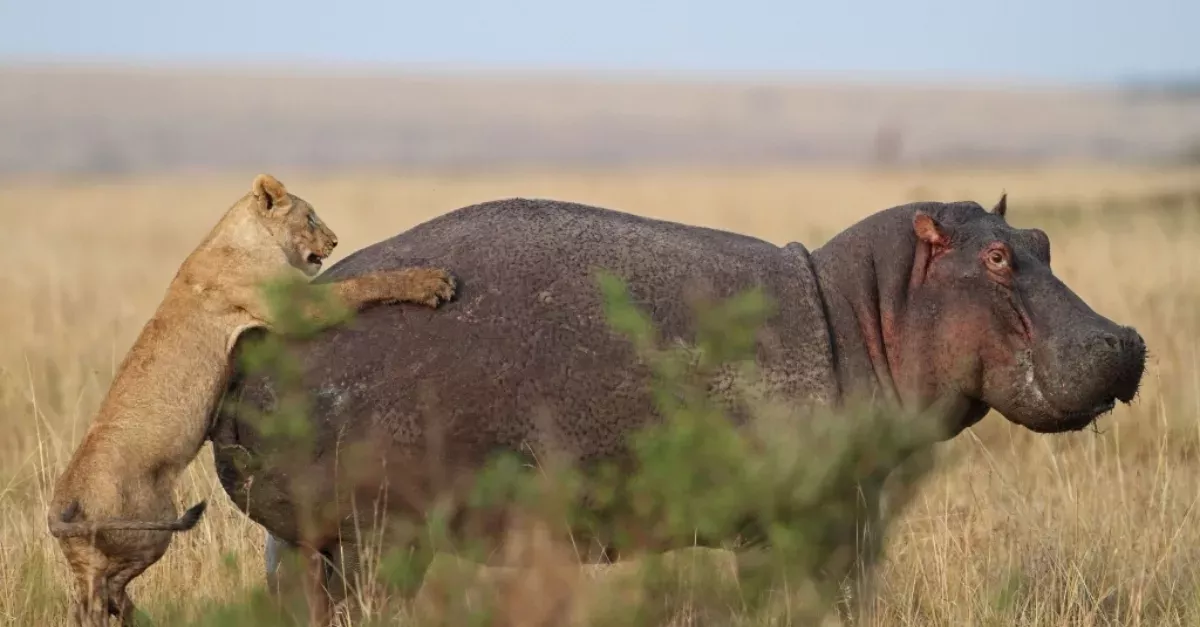 Hippo