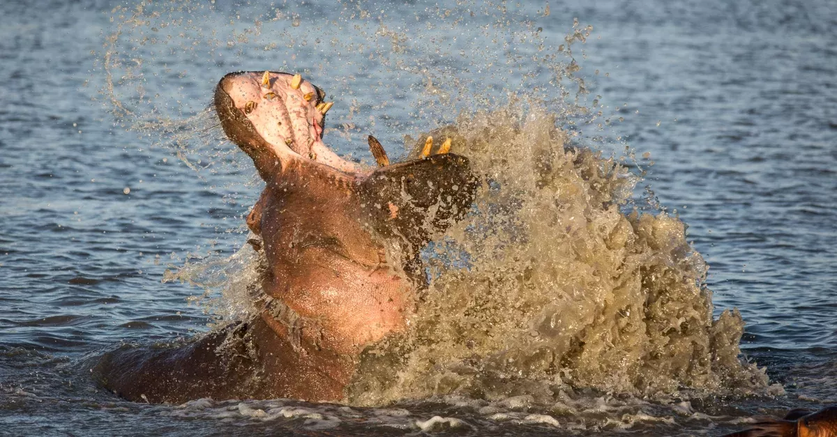 Hippo