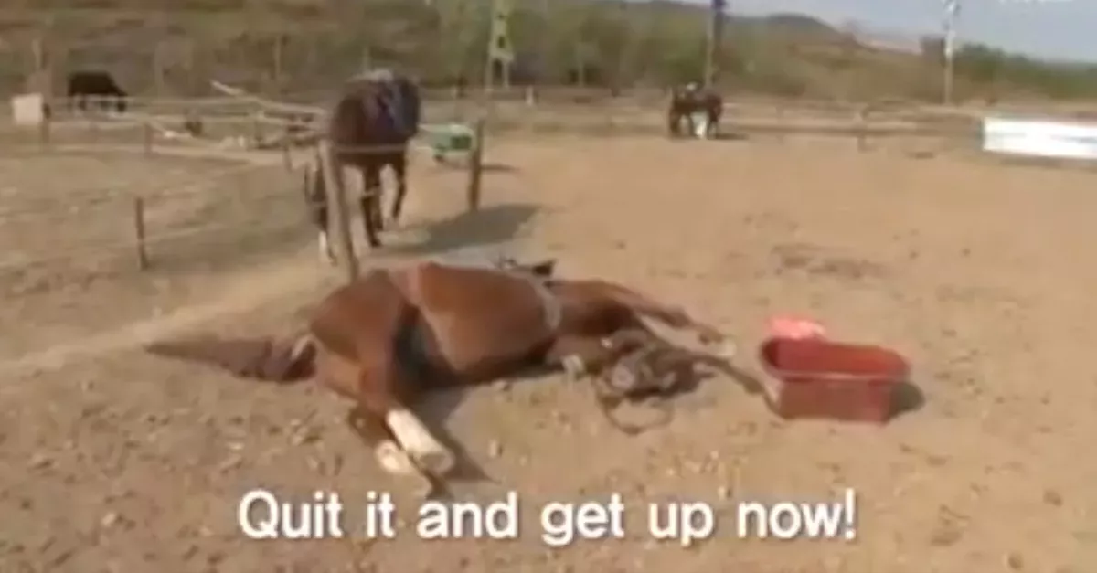 This Horse Plays Dead Every Time Someone Tries To Ride It