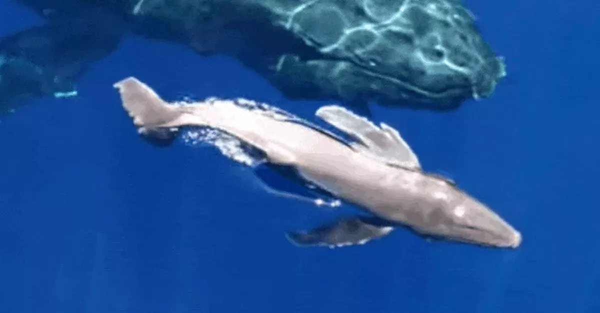 humpback calf