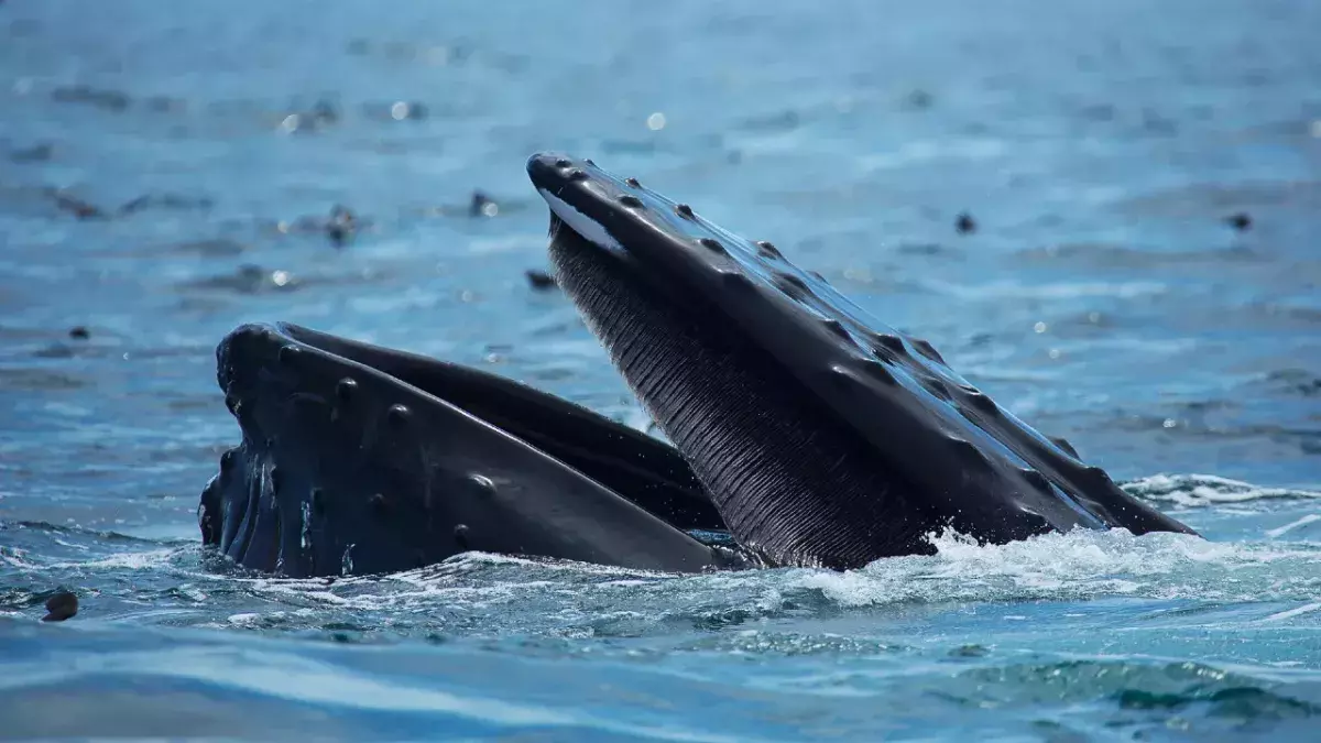Humpback whale