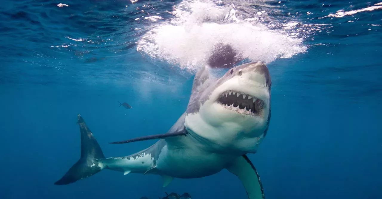 Hungry great white shark