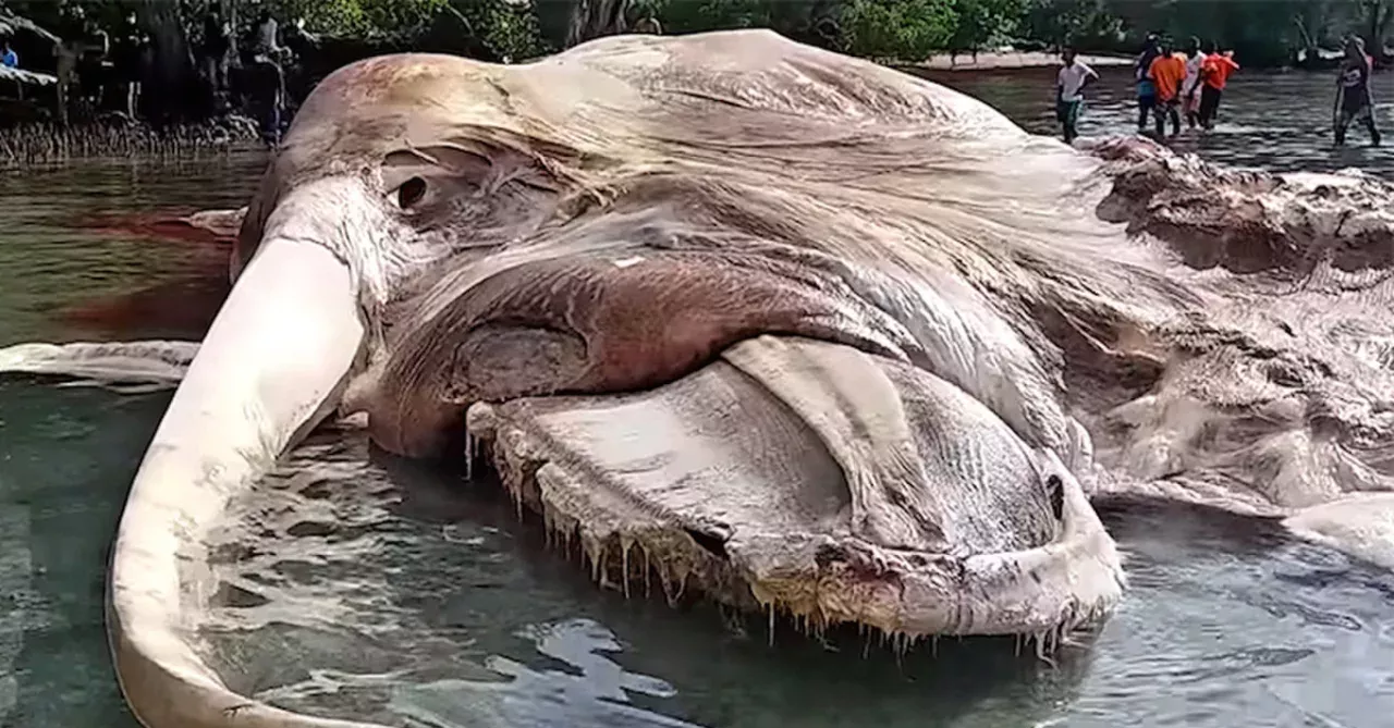 Indonesia whale