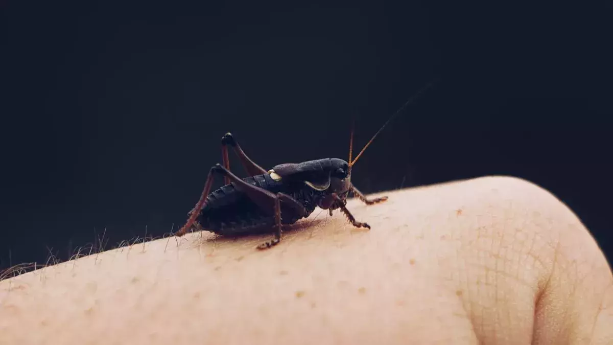 Insects