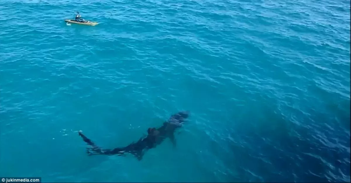 This Kayaker Had An Incredible Encounter With A Giant Shark