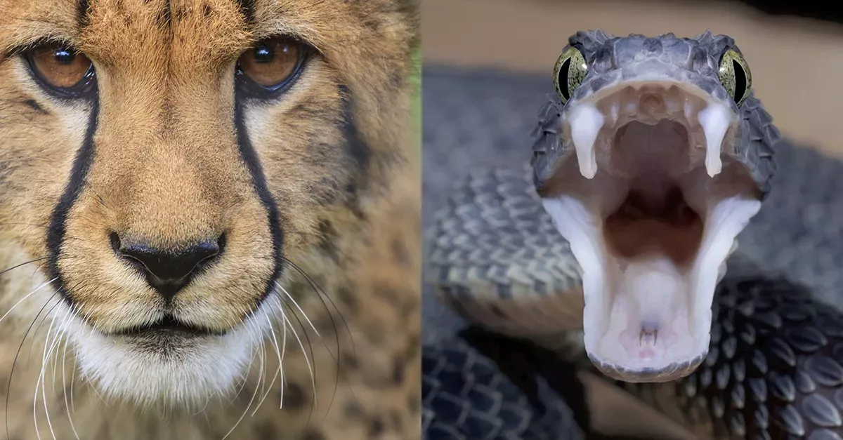  A Leopard And A Python