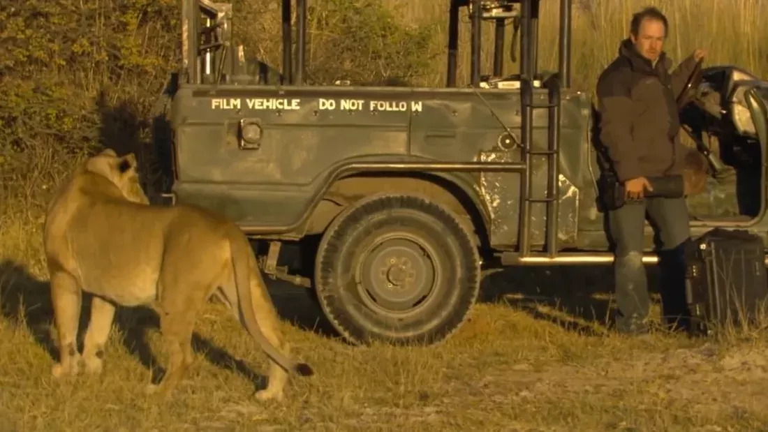 lion