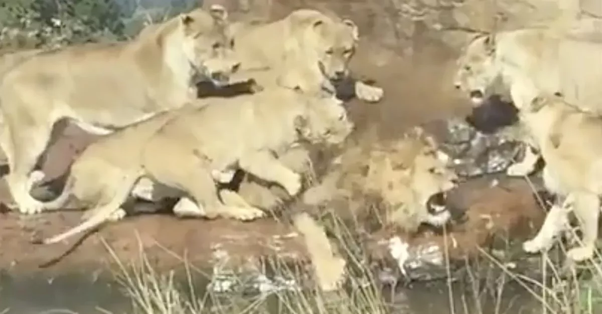 Lions