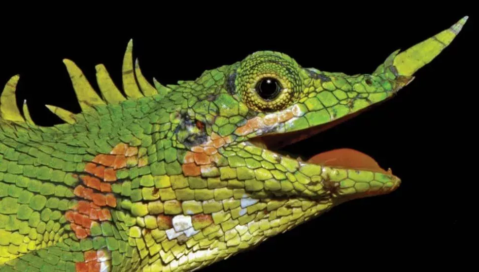 Lizard