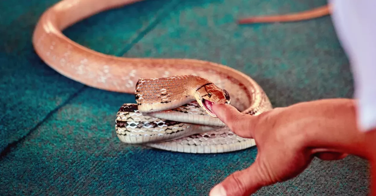Man Vs Snake