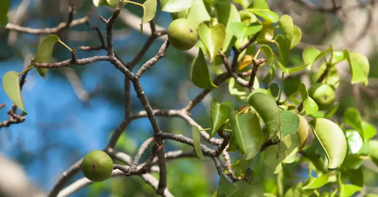 Manchineel Tree