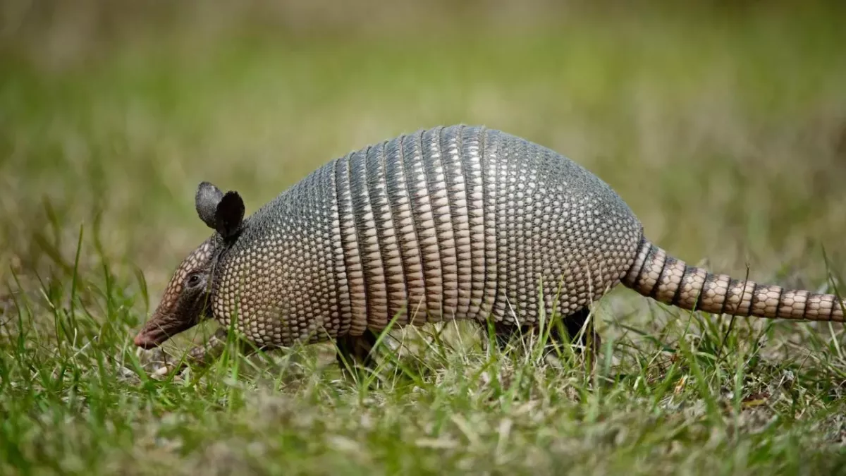 Meet the armadillo, an animal with an oversized penis