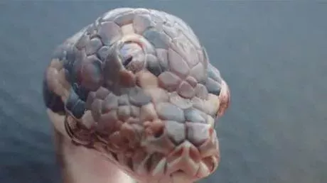 Meet Monty Python, the three-eyed Australian snake!