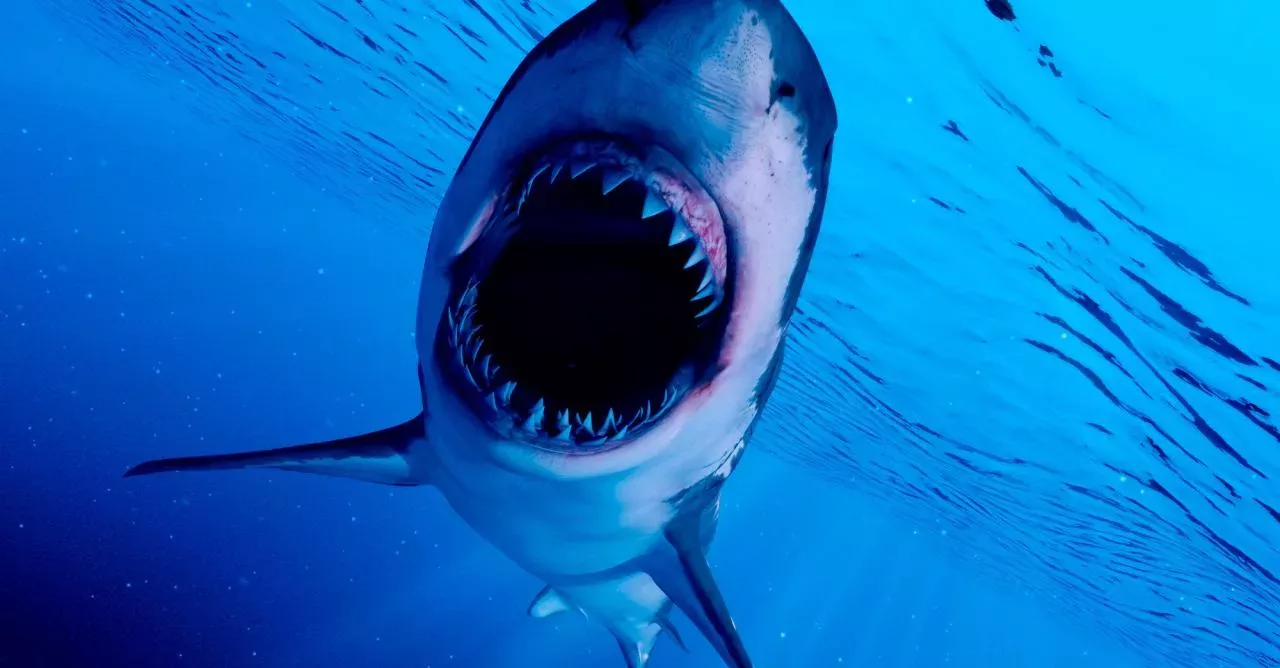 Meet the scariest sharks to swim this Earth...