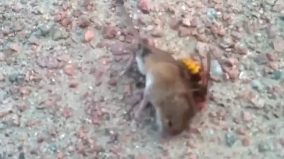 'Murder' hornets are devastating populations in the U.S. 