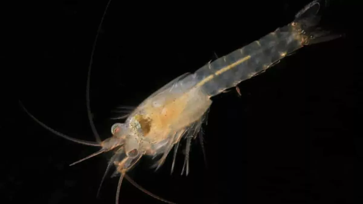A new shrimp species was discovered... in the middle of London