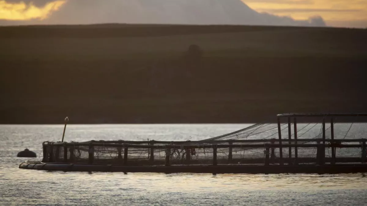 NGO reveals shock investigation into Scottish salmon industry