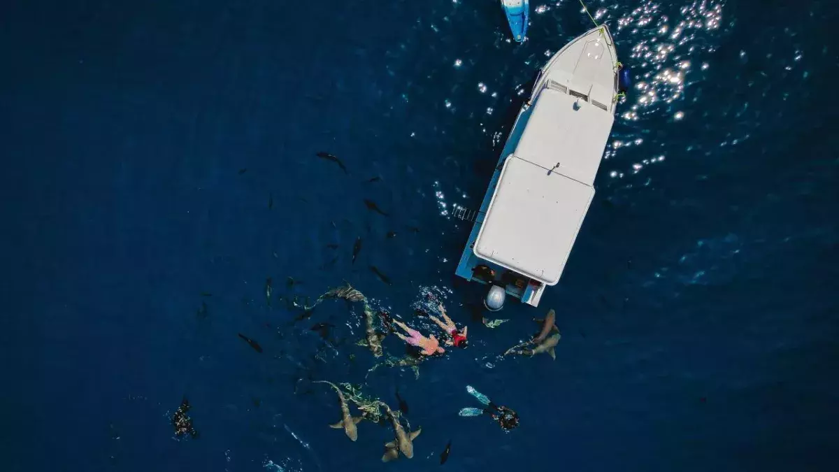 NY fishermen receive surprise of a lifetime after shark is trapped on their boat
