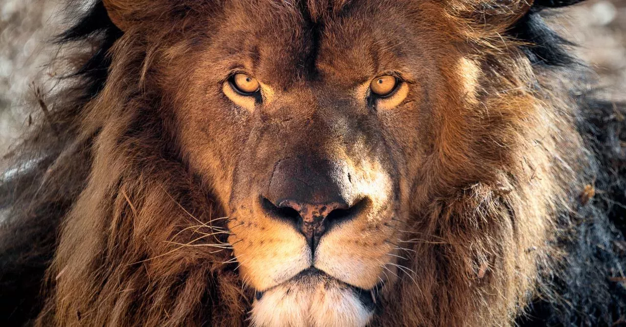 One of the biggest predators in the world has been discovered 