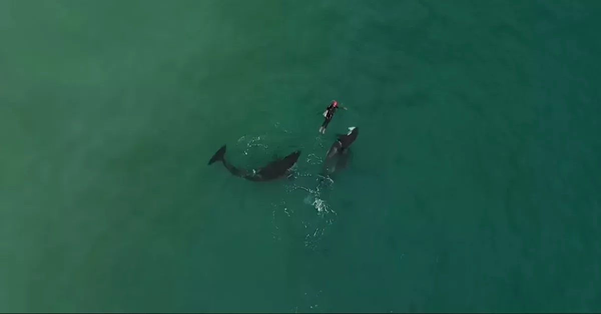 Orcas