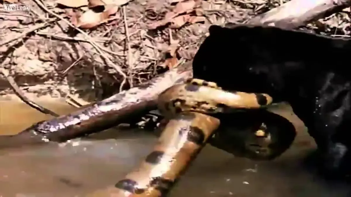 Panther vs anaconda