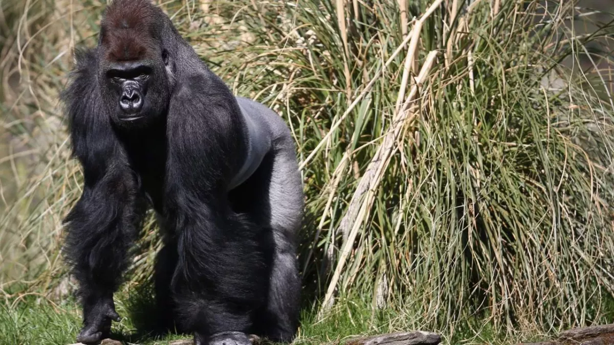 A photograph captures a very rare subspecies of gorillas