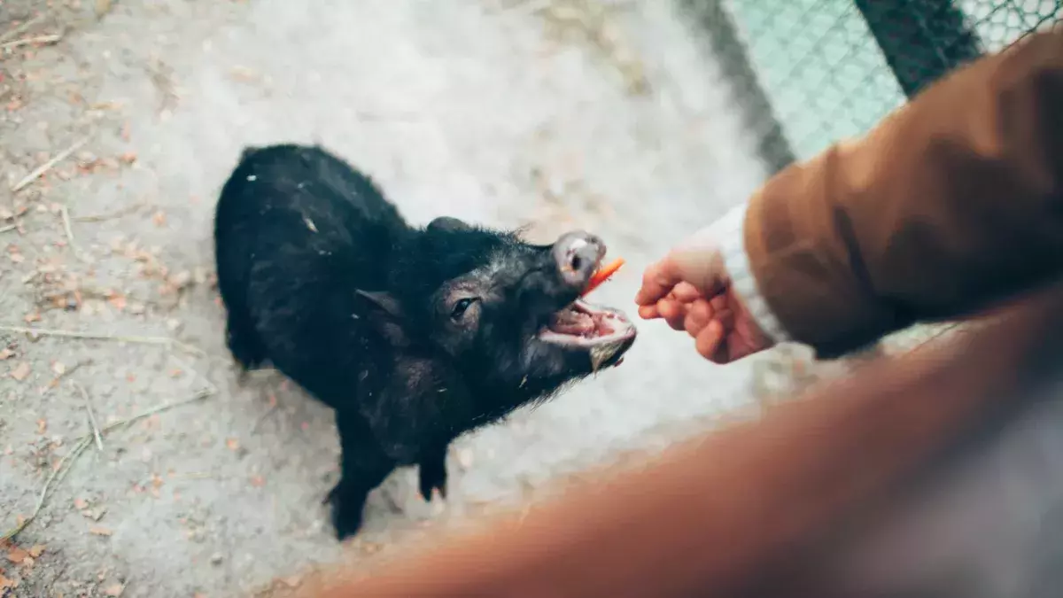 Pig