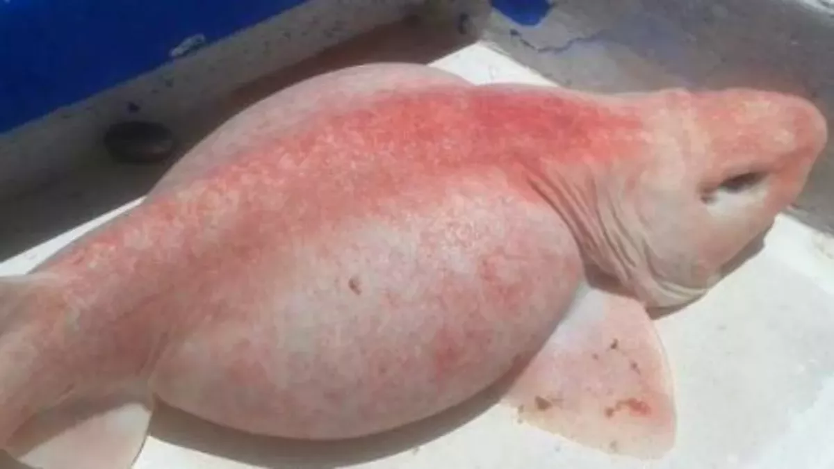 Pink shark left fishermen bewildered