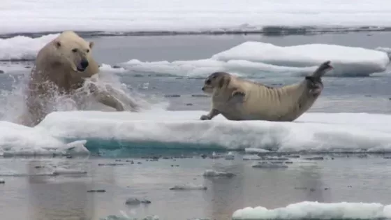 Polar bear hunts seal