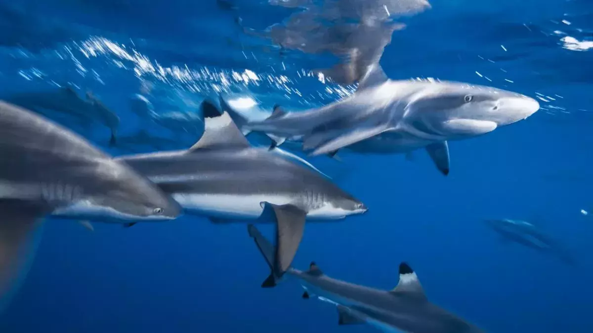 Police finds pool of sharks swimming around a Christmas tree in someone’s living room