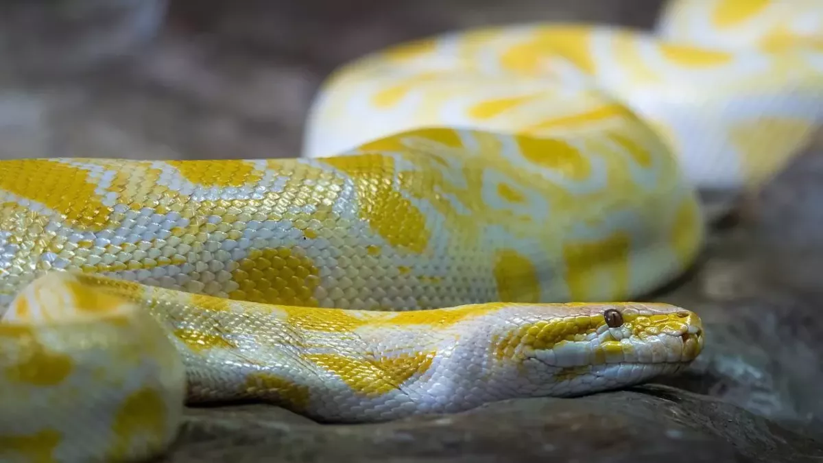 python