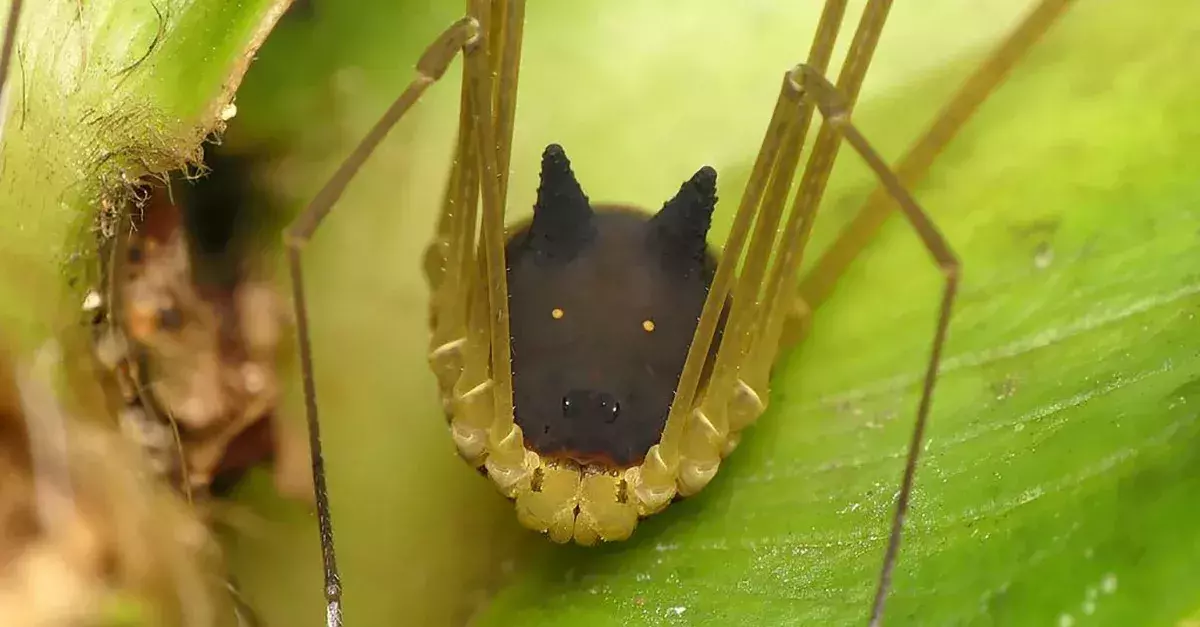 Rabbit spider