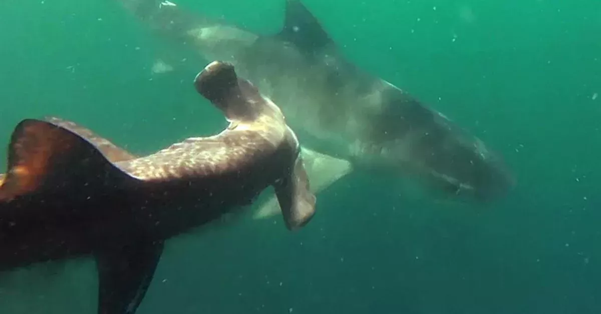 Rare Footage Of A Tiger Shark Attacking A Hammerhead Shark