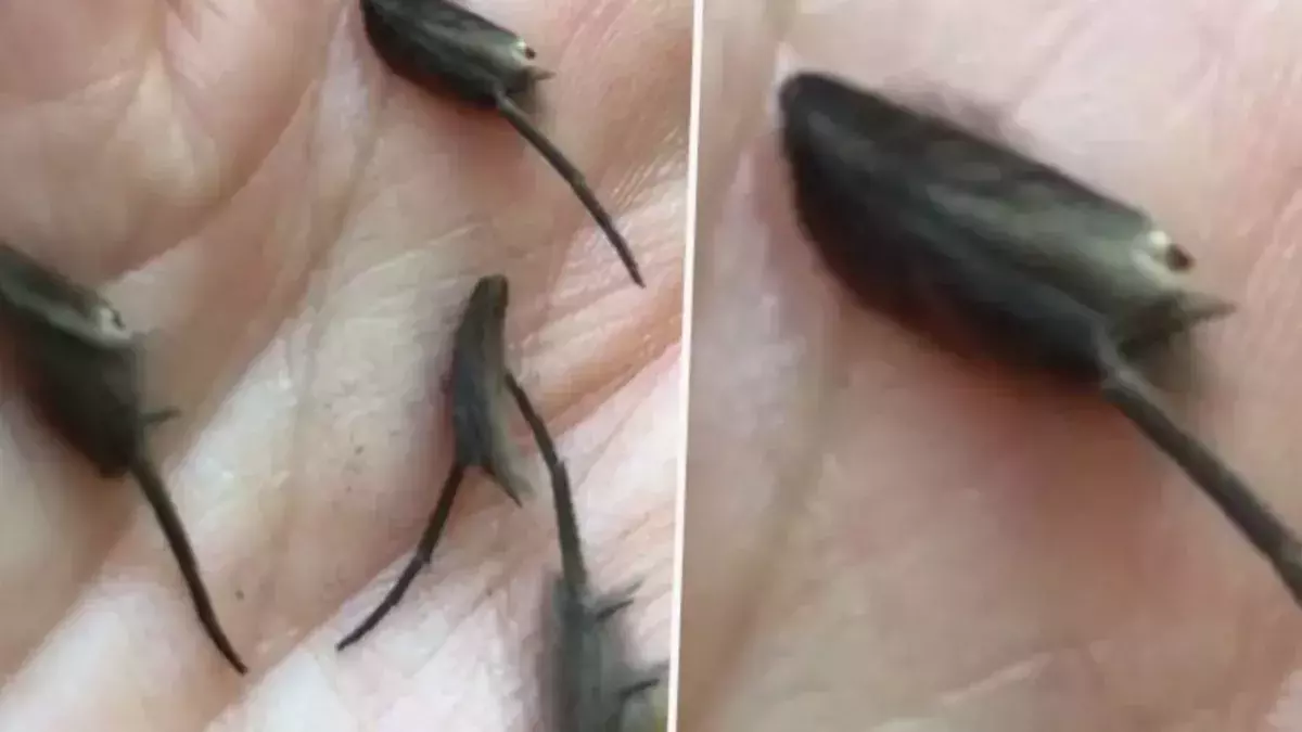 Rat aliens