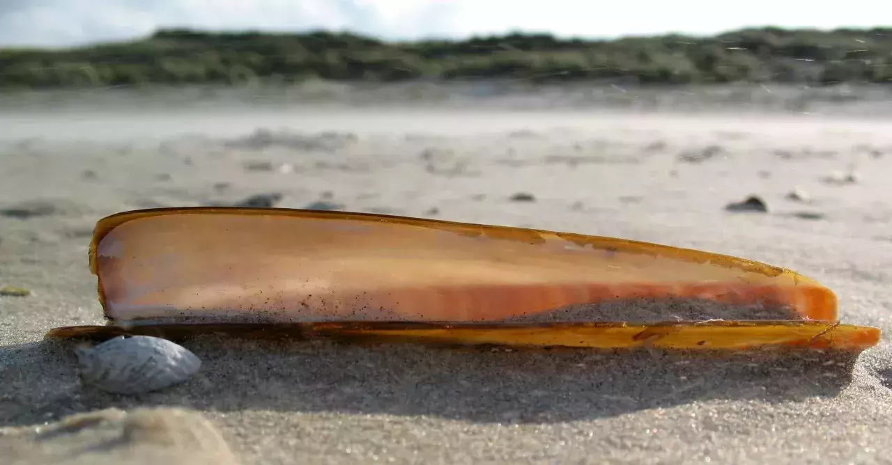 Razor Clam