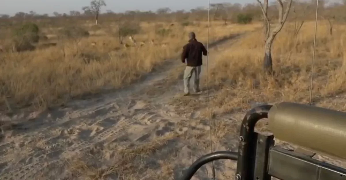 Safari