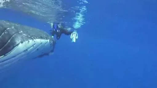 save the whale