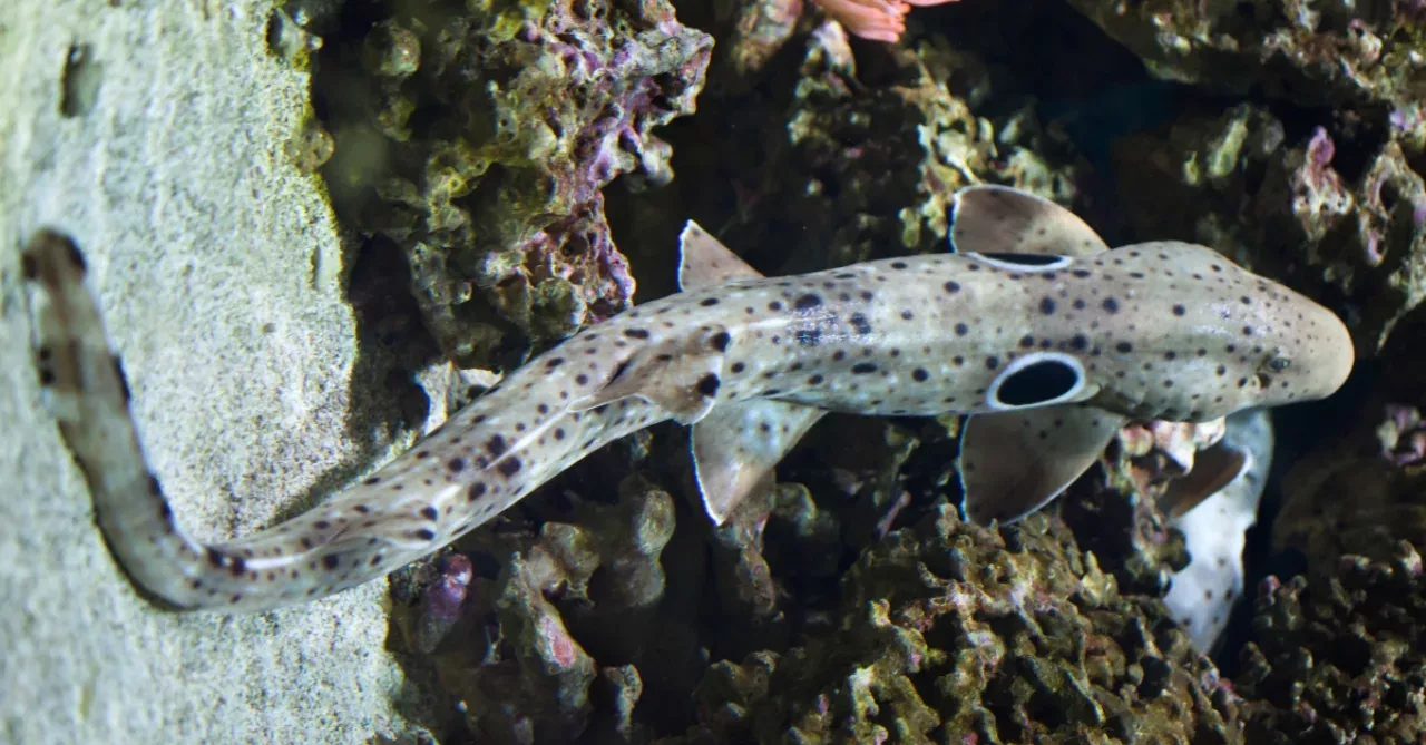 Scientists discover a new species of sharks—walking sharks