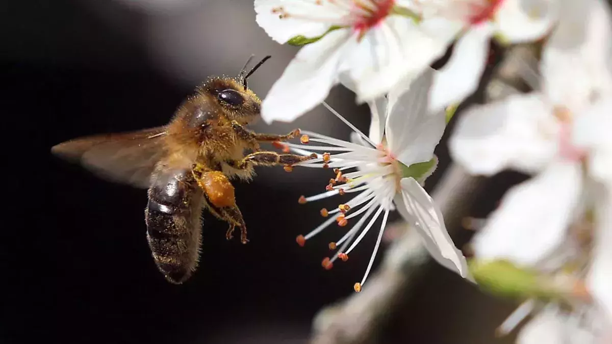 Scientists have taught bees to identify a case of COVID-19 in seconds