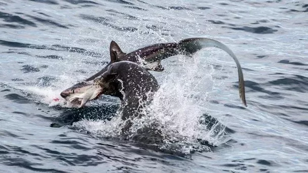 sea lion