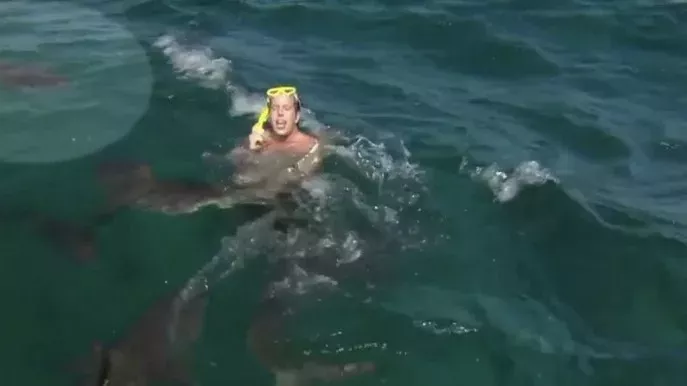 shark attack dutch