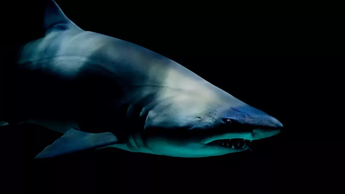 Shark attack