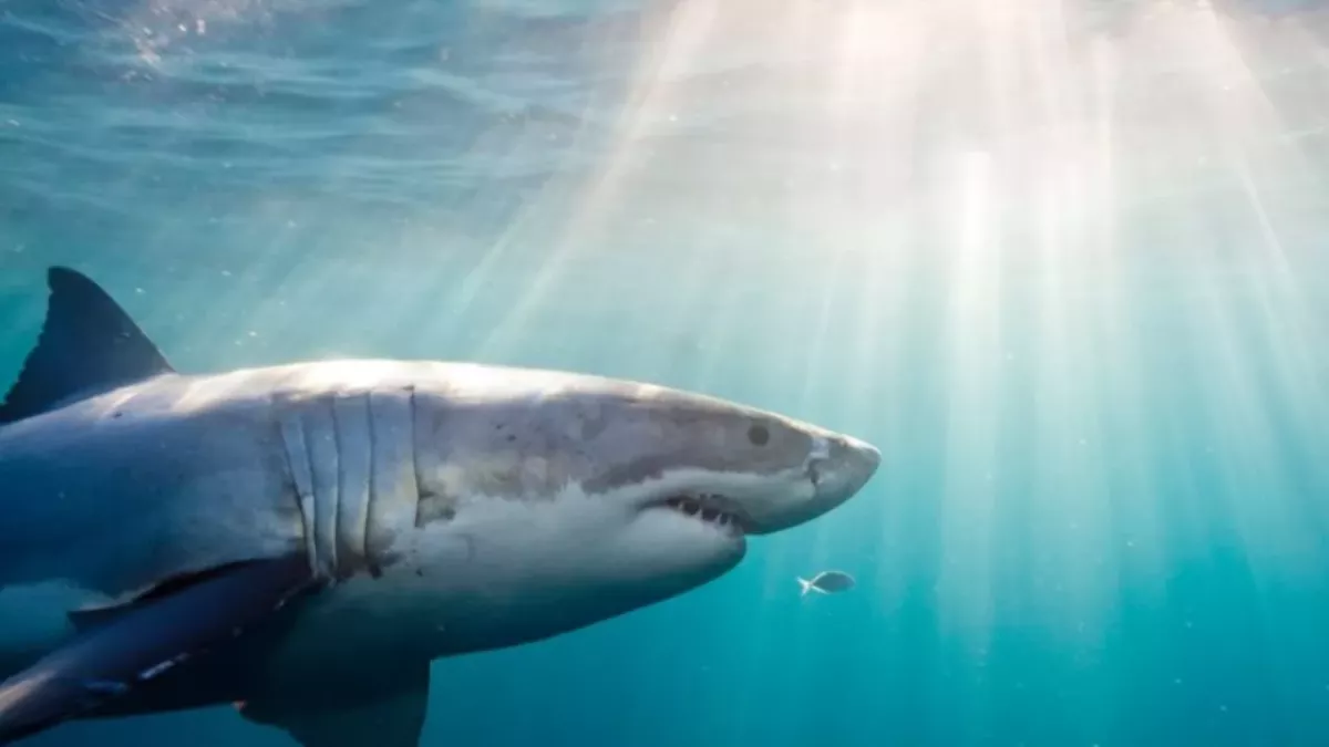 Shark attack