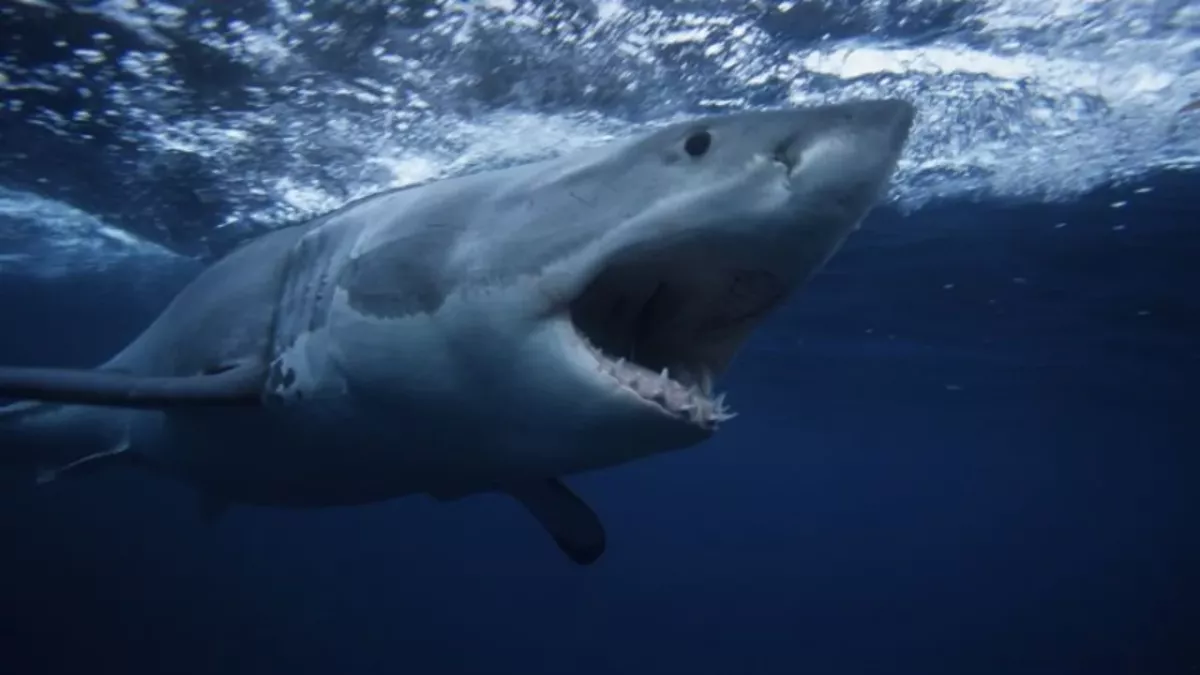 A shark violently bit a woman surfing in Australia